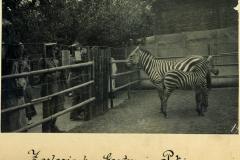 Ein Zebra im Zoo von Peking zeigt sich Besuchern und zieht Aufmerksamkeit auf sich