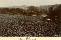 Schöne China Lotusblume in einer ruhigen Landschaft mit traditioneller Architektur und Bergen im Hintergrund