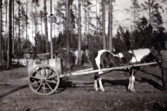 Pferd mit Wagen in einem Waldgebiet während eines klaren Tages