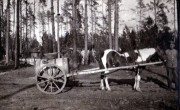 Pferd mit Wagen in einem Waldgebiet während eines klaren Tages