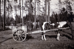 Pferd mit Wagen in einem Waldgebiet während eines klaren Tages