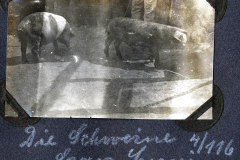 Schweinehaltung an der Westfront während des Ersten Weltkriegs mit Soldaten und Tieren