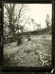 Ein Blick auf das verwilderte Terrain in einem Wald mit gefällten Bäumen und trockenen Ästen