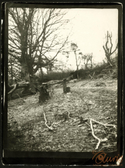 Ein Blick auf das verwilderte Terrain in einem Wald mit gefällten Bäumen und trockenen Ästen