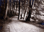 Eiserne Weg in einem Wald