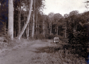 Waldweg mit Bank
