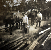 Historischer Holztransport mit Pferden