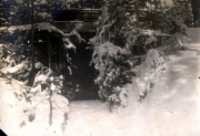 Schneebedeckte Waldlandschaft