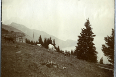 Weidende Kühe in den Alpen mit Berghaus und nebliger Aussicht