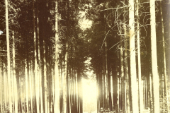 Friedlicher Waldweg in einem dichten Nadelwald zur Mittagszeit