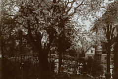 Blühende Bäume und Gartenlandschaft in einer ruhigen ländlichen Umgebung im Frühling