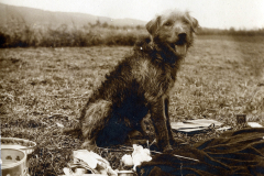 Hund sitzt im Freien auf einem Feld neben Geschirr und Essensresten während der Heerzeit
