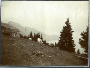 Weidende Kühe in den Alpen mit Berghaus und nebliger Aussicht