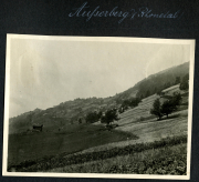 Heer aus der Region Auerberg in der Rommelalp mit sanften Hügeln und grünen Wiesen im Hintergrund