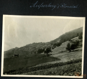 Heer aus der Region Auerberg in der Rommelalp mit sanften Hügeln und grünen Wiesen im Hintergrund