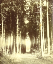 Friedlicher Waldweg in einem dichten Nadelwald zur Mittagszeit