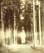 Friedlicher Waldweg in einem dichten Nadelwald zur Mittagszeit