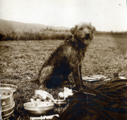 Hund sitzt im Freien auf einem Feld neben Geschirr und Essensresten während der Heerzeit