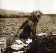 Hund sitzt im Freien auf einem Feld neben Geschirr und Essensresten während der Heerzeit