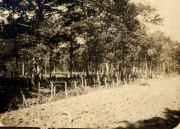 Eine ruhige Waldlandschaft mit Bäumen und einem Weg aus der Vergangenheit
