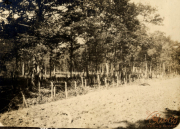 Eine ruhige Waldlandschaft mit Bäumen und einem Weg aus der Vergangenheit