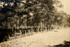 Eine ruhige Waldlandschaft mit Bäumen und einem Weg aus der Vergangenheit