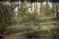 Waldlandschaft in der Nähe eines Truppenübungsplatzes während des Zweiten Weltkriegs