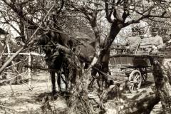 Soldaten des III. Bataillons des IV. Thüringischen Infanterie-Regiments 72 in ländlicher Umgebung