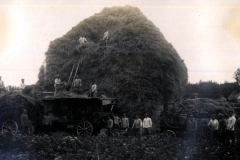 Bauern bei der Heuernte im III. Bataillon des IV. Thüringischen Infanterie-Regiments 72 im frühen 20. Jahrhundert