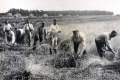 Arbeiter des III. Batl. IV Thüring. Inf. Regt. 72 bei der Ernte in der Feldern in Deutschland zur Zeit des Ersten Weltkriegs