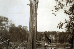Soldaten des III. Bataillons IV Thüringischen Infanterieregiments 72 posieren neben einem gefällten Baum im Wald