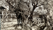 Soldaten des III. Bataillons des IV. Thüringischen Infanterie-Regiments 72 in ländlicher Umgebung