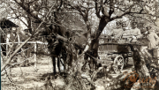 Soldaten des III. Bataillons des IV. Thüringischen Infanterie-Regiments 72 in ländlicher Umgebung