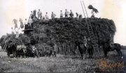 Soldaten des III. Batl. IV Thüring. Inf. Regt. 72 beim Heuernte in ländlicher Umgebung