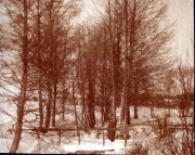 Bäume im Winterszenario mit Schnee und frostigem Wetter in Thüringen während des Ersten Weltkriegs