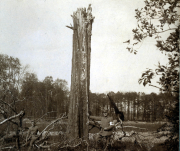 Soldaten des III. Bataillons IV Thüringischen Infanterieregiments 72 posieren neben einem gefällten Baum im Wald