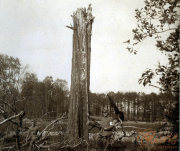 Soldaten des III. Bataillons IV Thüringischen Infanterieregiments 72 posieren neben einem gefällten Baum im Wald