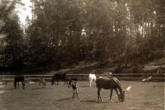 Landschaft mit Pferden des III. Batl. IV Thüring. Inf. Regt. 72 in der Natur