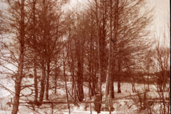 Bäume im Winterszenario mit Schnee und frostigem Wetter in Thüringen während des Ersten Weltkriegs