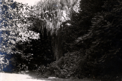 Parkanlage mit Trauerweide und dichter Vegetation im Ersten Weltkrieg