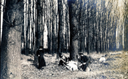 Deutsche Soldaten beim Baumfällen im Wald während des Ersten Weltkriegs