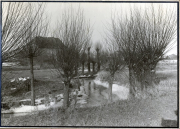Überschwemmte Landschaft mit Kopfweiden im Winter bei Amagne-Lucquy