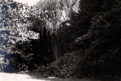 Parkanlage mit Trauerweide und dichter Vegetation im Ersten Weltkrieg