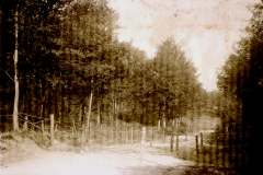 Straßensperre mit Holzpfosten und Drahtverhauen an einer Waldstraße im Ersten Weltkrieg