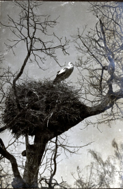 Storch in seinem Nest auf einem Baum während des Ersten Weltkriegs