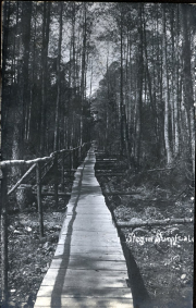 Knüppeldamm im Sumpfwald mit Holzgeländer