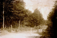 Straßensperre mit Holzpfosten und Drahtverhauen an einer Waldstraße im Ersten Weltkrieg
