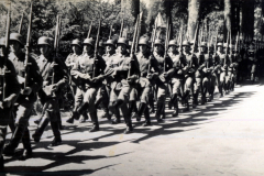 Soldaten paradieren in geordneter Formation unter strahlenden Baumreihen während eines historischen Marsches