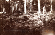 Fotoalbum mit dem Titel Aus grosser Zeit aus dem Ersten Weltkrieg der I.R. 117 I.D. 25 zeigt die Umgebung eines Waldes