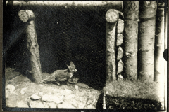 Ein Fuchs vor einem Bau während des Ersten Weltkriegs in einem Waldgebiet auf einem Militärgelände